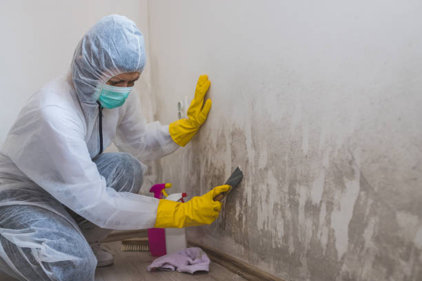 Best Kitchen Mold Remediation in El Reno, OK