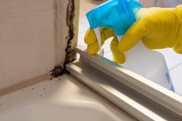 Best Post-Flood Mold Remediation in El Reno, OK