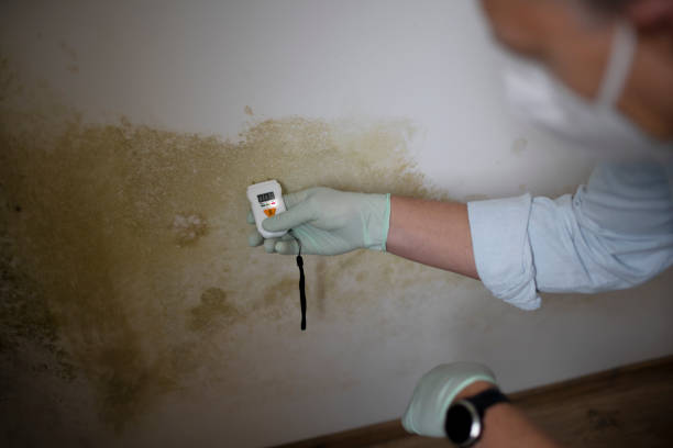Best Residential Mold Remediation in El Reno, OK
