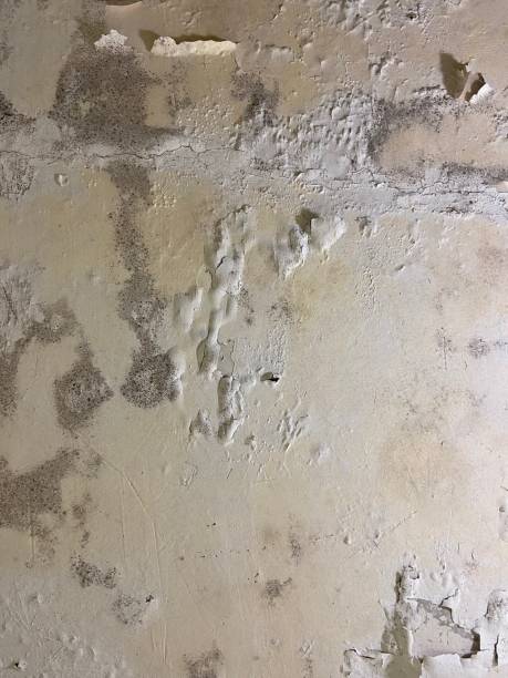 Best Attic Mold Remediation in El Reno, OK