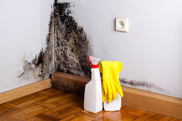 Best Crawl Space Mold Remediation in El Reno, OK