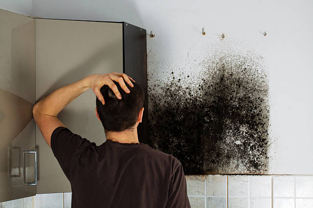 Best Localized Mold Remediation (e.g., coastal areas, humid climates) in El Reno, OK