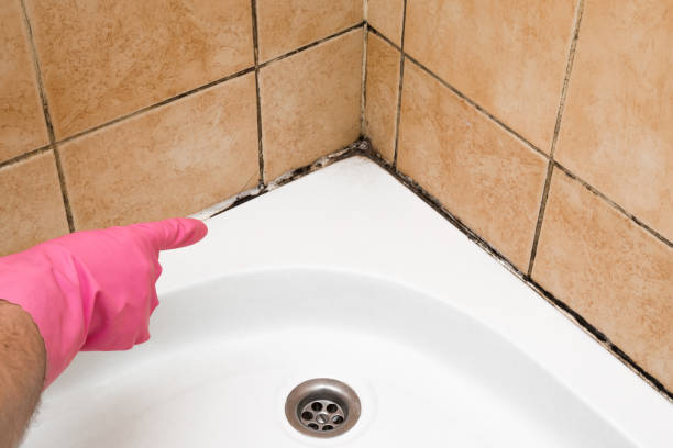 Best Commercial Mold Remediation in El Reno, OK